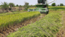 Weaker Monsoon Crops Season in India Indicates Higher Food Prices